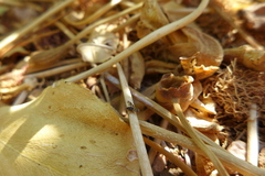Actocetor indicus