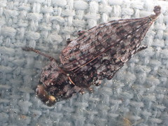 Dicerca tenebrosa knulli