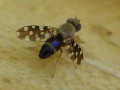Actocetor indicus