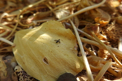 Actocetor indicus