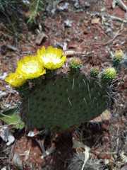 Opuntieae