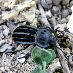 Alphasida holosericea