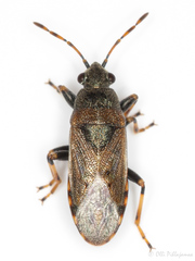 Heterogaster artemisiae