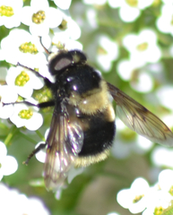 Volucella bombylans