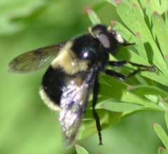 Volucella bombylans