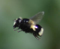 Volucella bombylans