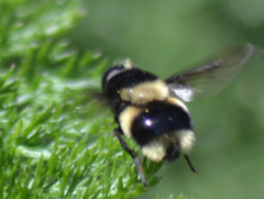 Volucella bombylans