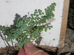 Argyrochosma microphylla