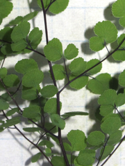 Argyrochosma microphylla