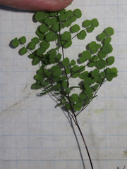 Argyrochosma microphylla