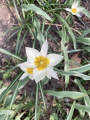 Tulipa bifloriformis