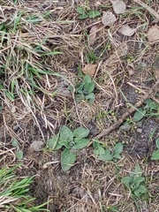 Symphytum