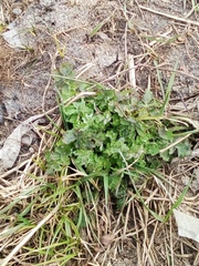 Chelidonium majus