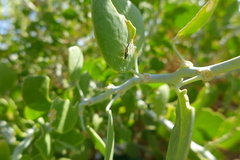 Acanthiophilus helianthi