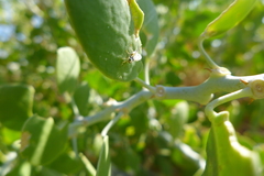 Acanthiophilus helianthi