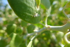Acanthiophilus helianthi