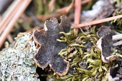 Peltigera lepidophora