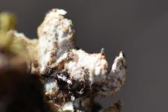 Peltigera lepidophora