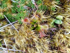 Drosera stenopetala
