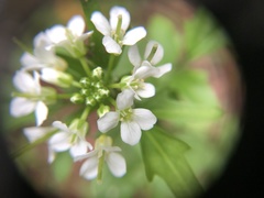 Cardamine breweri orbicularis