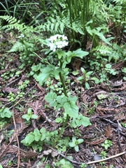 Cardamine breweri orbicularis
