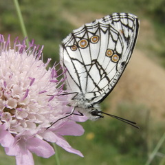 Melanargia ines