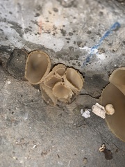 Peziza domiciliana