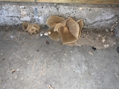 Peziza domiciliana