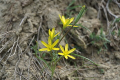 Gagea chlorantha
