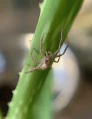 Philodromus dispar