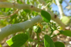 Chlorodynerus