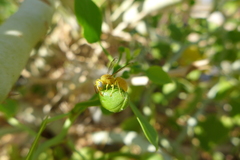 Chlorodynerus