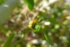 Chlorodynerus