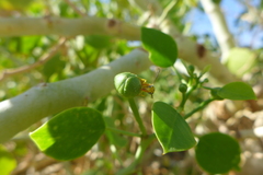 Chlorodynerus