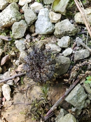 Hemileuca maia