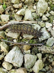 Hemileuca maia