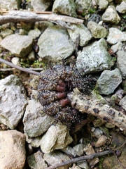 Hemileuca maia