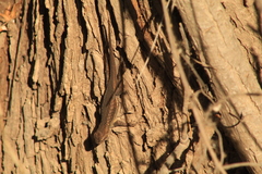 Sceloporus edbelli