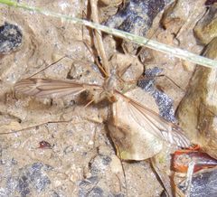 Tipula lateralis