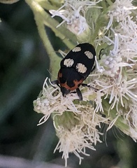 Megabaris quadriguttata