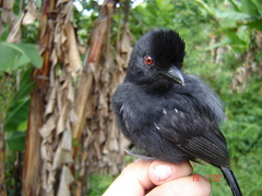 Thamnophilus aethiops