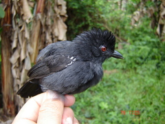 Thamnophilus aethiops