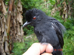 Thamnophilus aethiops