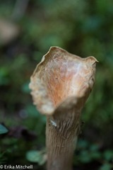 Turbinellus kauffmanii