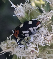 Megabaris quadriguttata