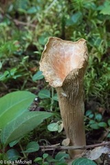 Turbinellus kauffmanii