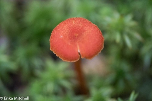Hygrocybe helobia image