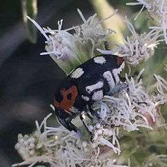 Megabaris quadriguttata