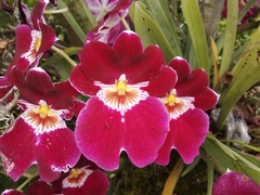 Miltoniopsis
