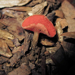 Sarcoscypha occidentalis